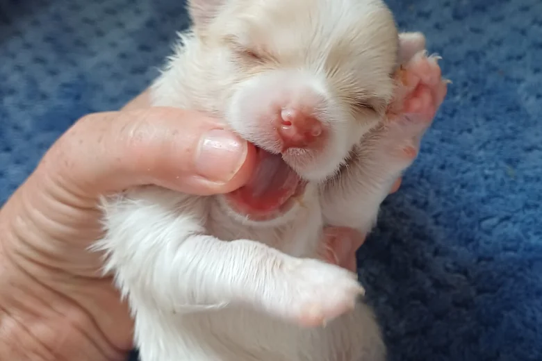 Chihuahua