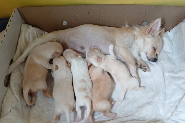 Chihuahua