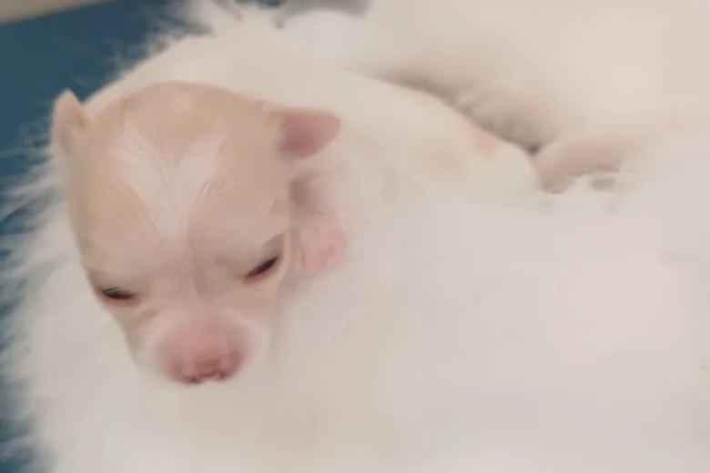 Chihuahua