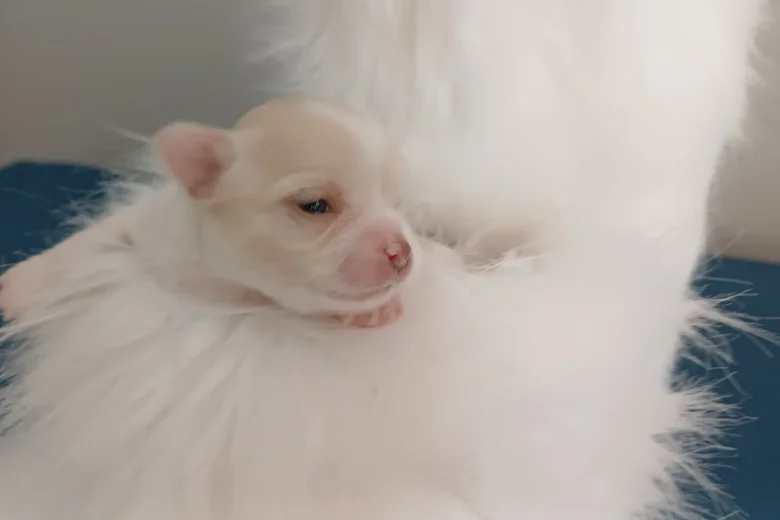 Chihuahua