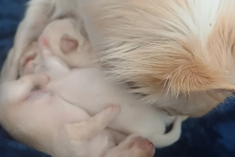 Chihuahua