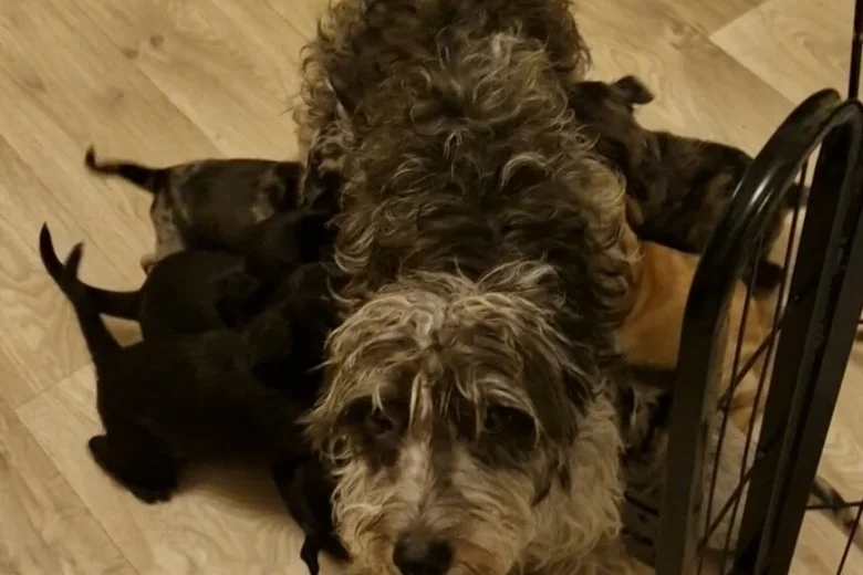 Bedlington Terrier