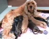 Cocker Spaniel (Show)