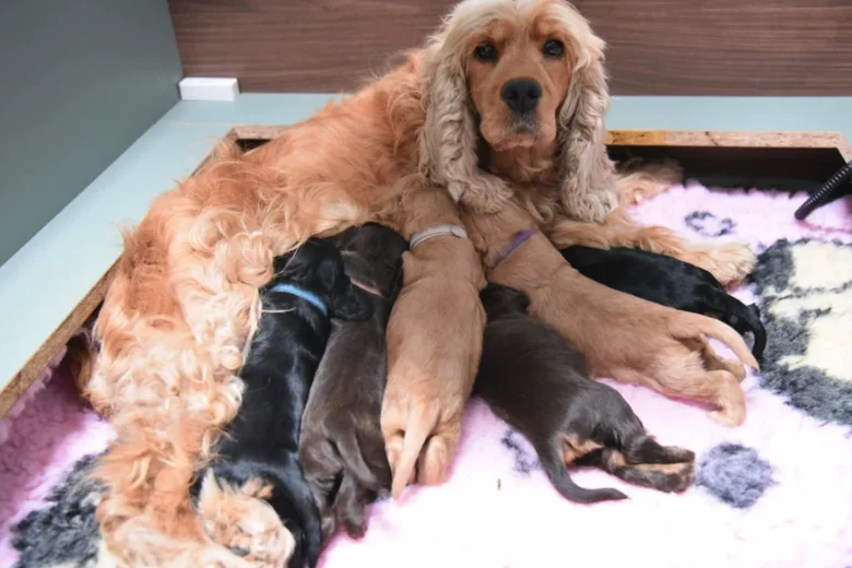 Cocker Spaniel (Show)