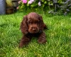 Cocker Spaniel (Show)