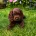 Cocker Spaniel (Show)