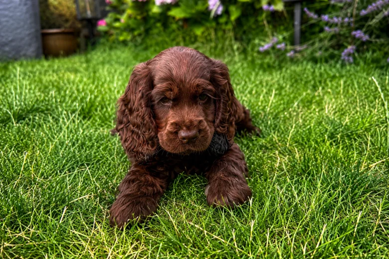 Cocker Spaniel (Show)