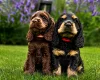 Cocker Spaniel (Show)