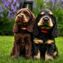 Cocker Spaniel (Show)