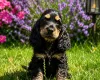 Cocker Spaniel (Show)