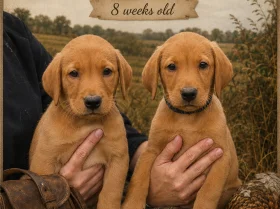 Labrador Retriever
