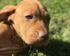 Hungarian Vizsla