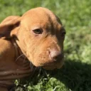 Hungarian Vizsla