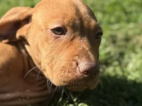 Hungarian Vizsla