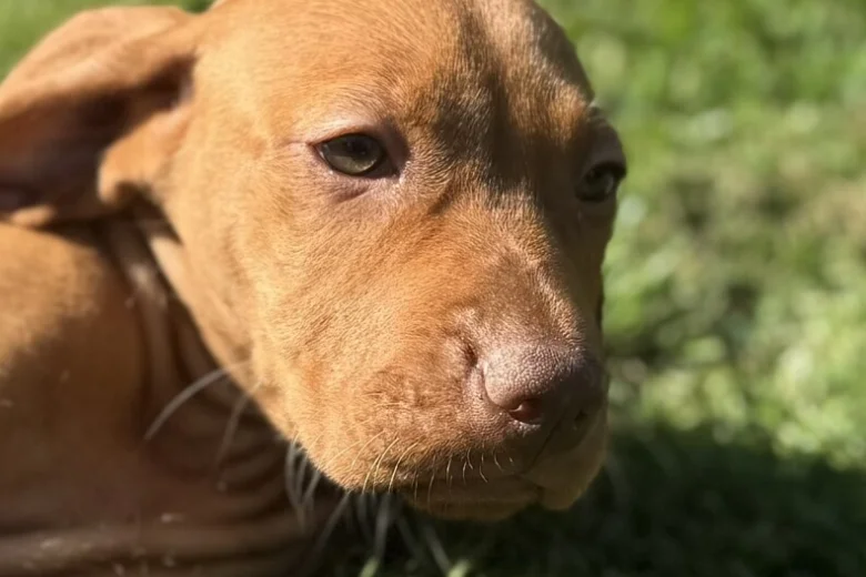 Hungarian Vizsla