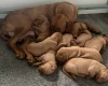 Hungarian Vizsla