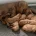Hungarian Vizsla