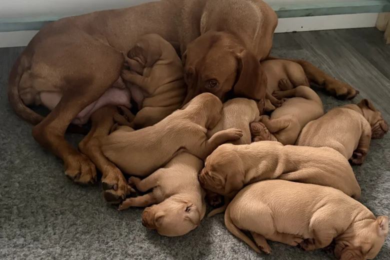 Hungarian Vizsla