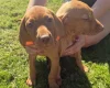 Hungarian Vizsla