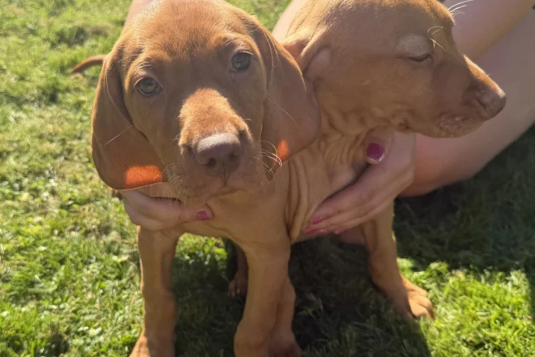 Hungarian Vizsla
