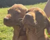 Hungarian Vizsla