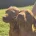 Hungarian Vizsla