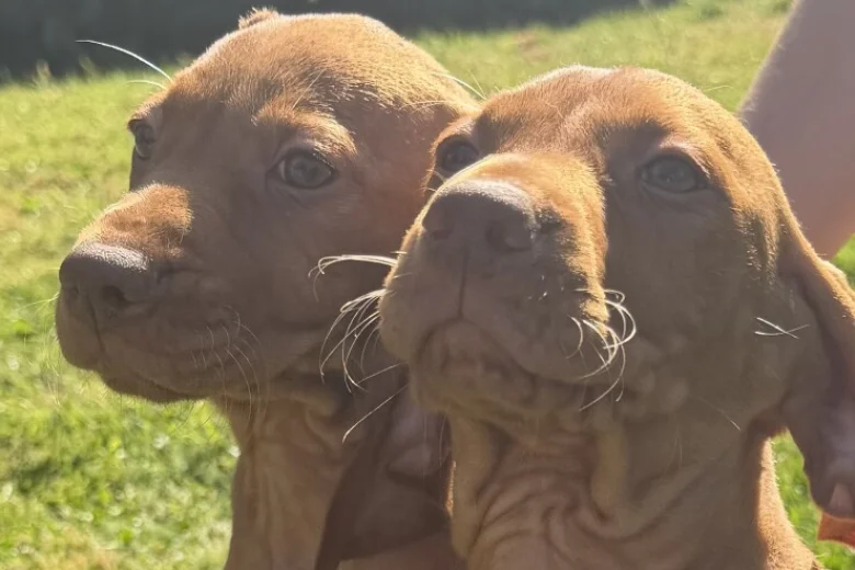 Hungarian Vizsla