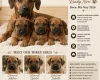 Rhodesian Ridgeback