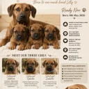 Rhodesian Ridgeback
