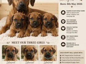 Rhodesian Ridgeback