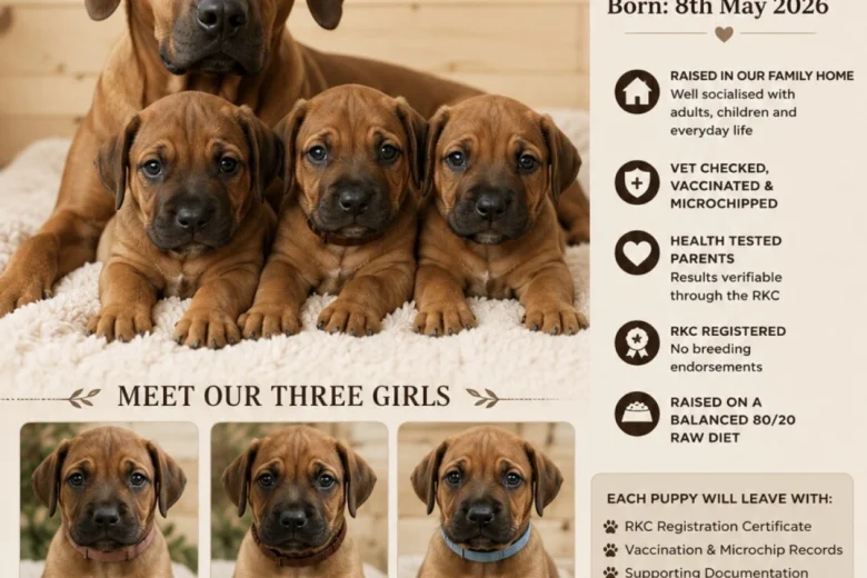 Rhodesian Ridgeback