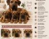 Rhodesian Ridgeback