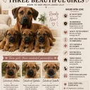 Rhodesian Ridgeback