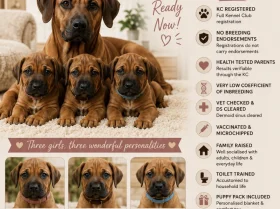 Rhodesian Ridgeback