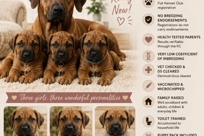 Rhodesian Ridgeback