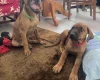 Rhodesian Ridgeback