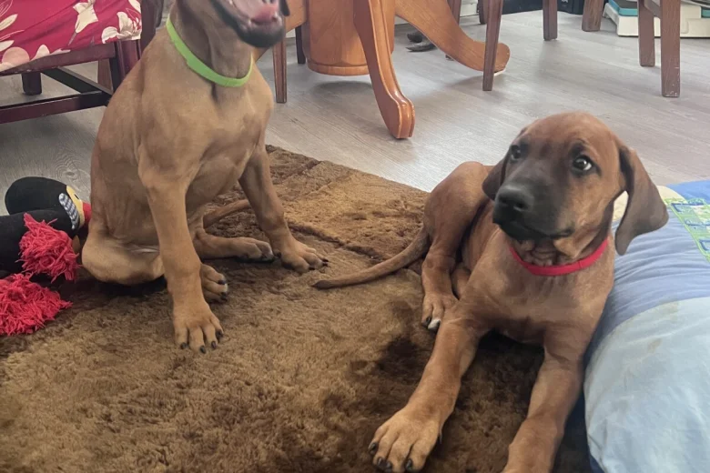 Rhodesian Ridgeback