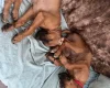 Rhodesian Ridgeback