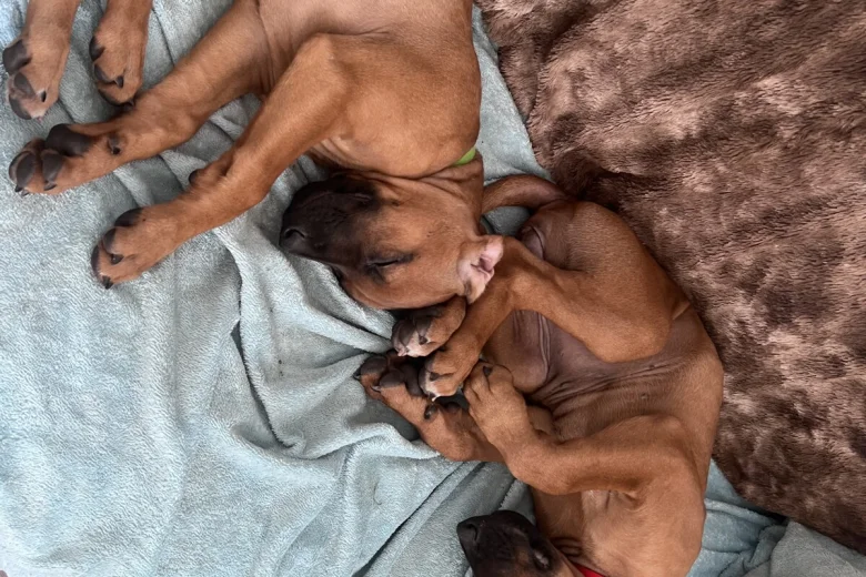 Rhodesian Ridgeback