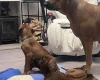 Rhodesian Ridgeback