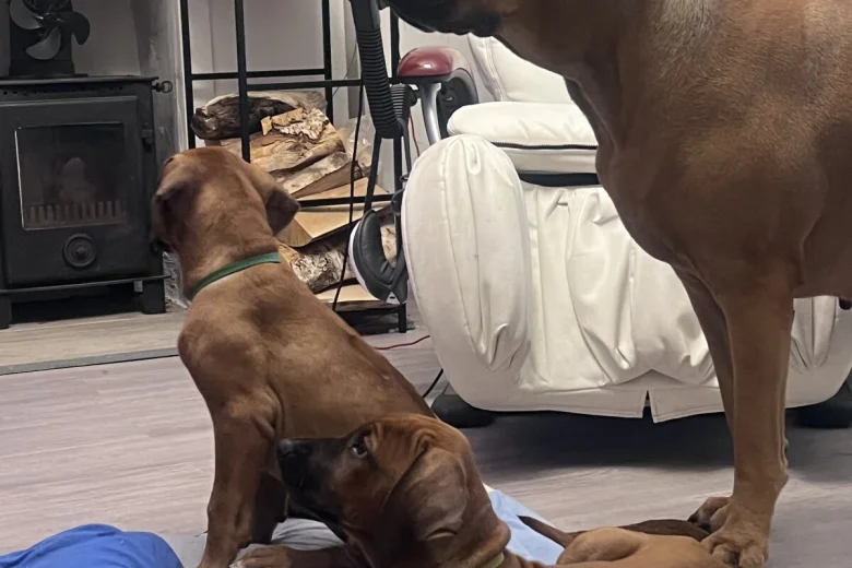 Rhodesian Ridgeback