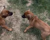 Rhodesian Ridgeback