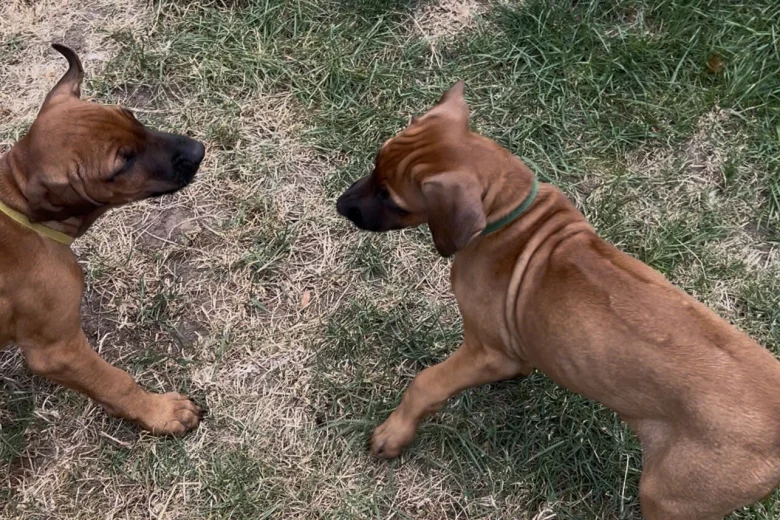 Rhodesian Ridgeback