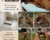 Rhodesian Ridgeback