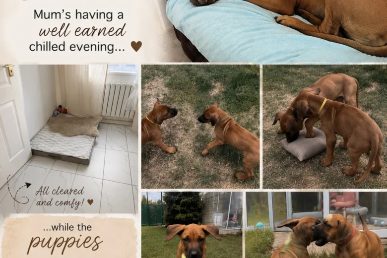 Rhodesian Ridgeback
