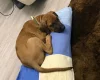 Rhodesian Ridgeback