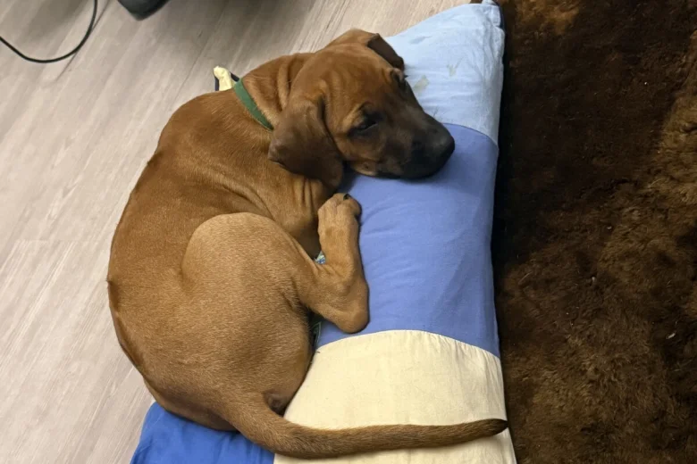 Rhodesian Ridgeback