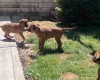 Rhodesian Ridgeback
