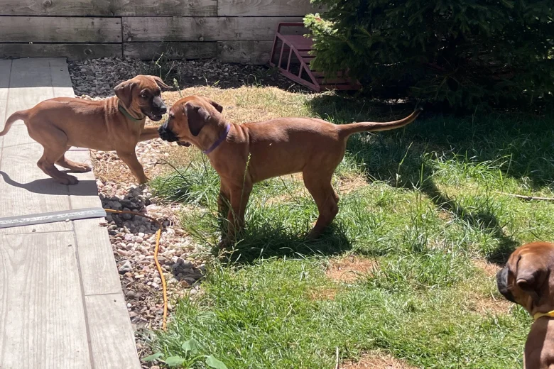 Rhodesian Ridgeback