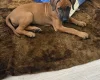 Rhodesian Ridgeback